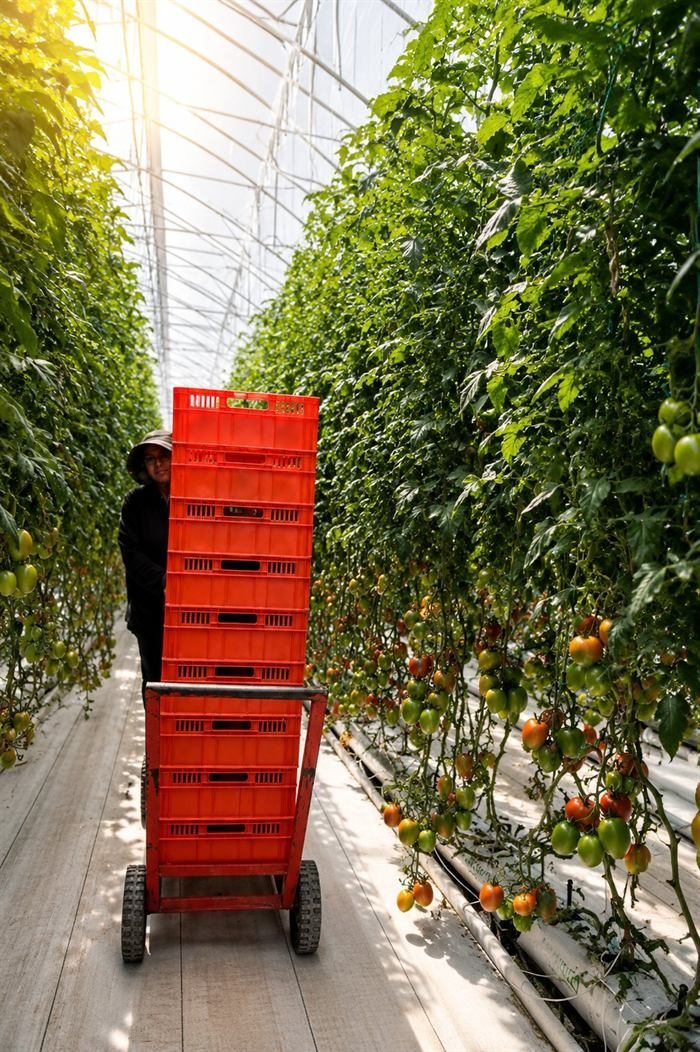 Colaborador de TASS en un invernadero de tomate